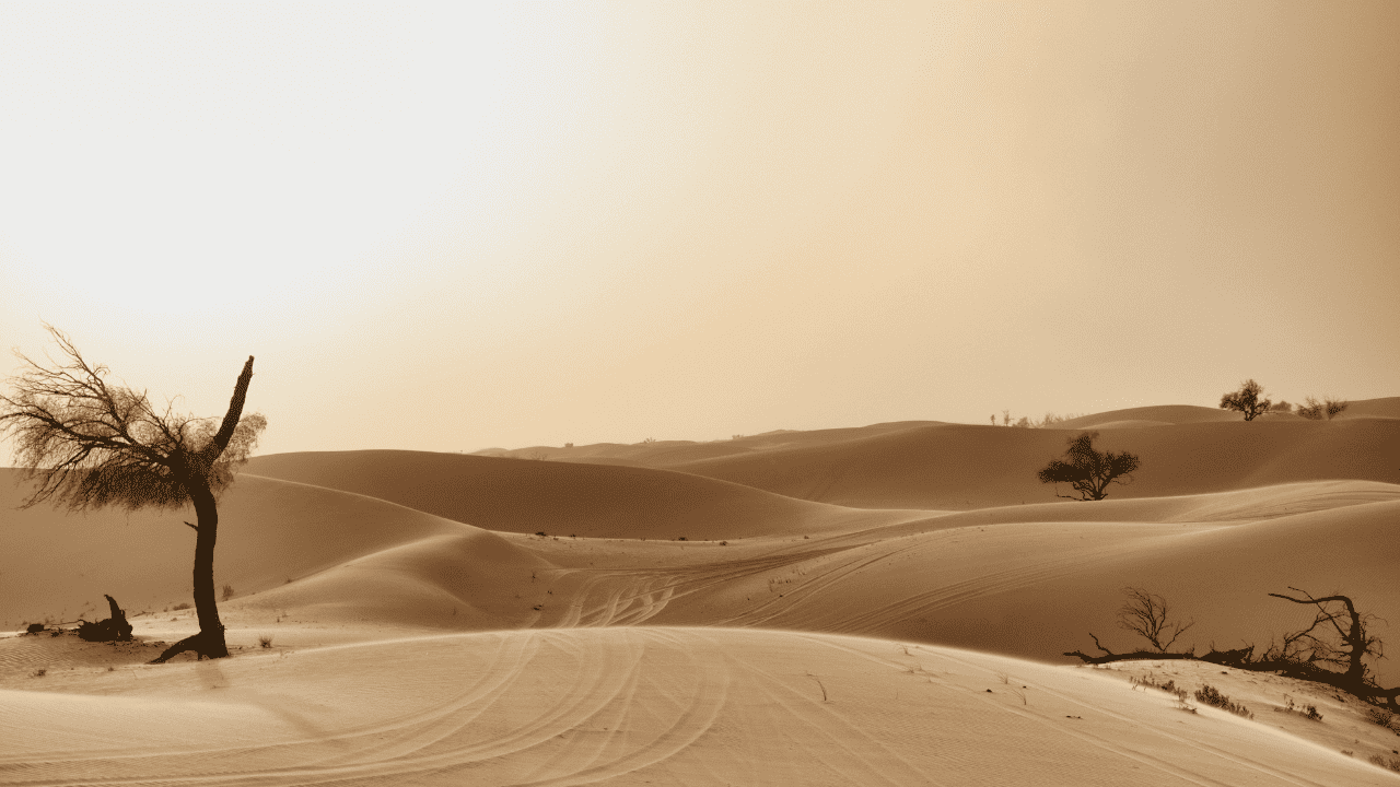 United Arab Emirates: Abu Dhabi and its highlights - Désert Abu Dhabi