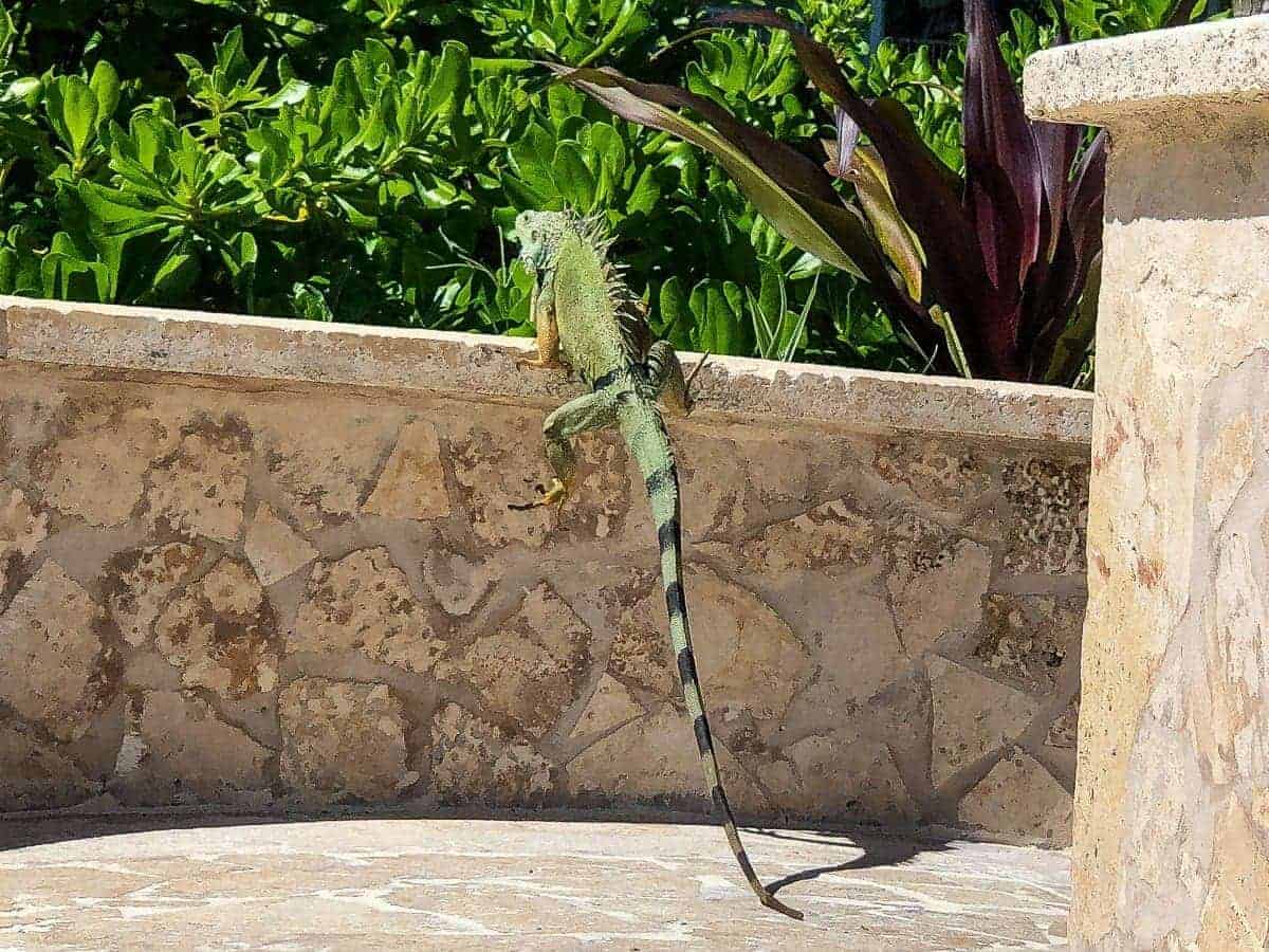 the st regis bahia beach resort puerto rico 255