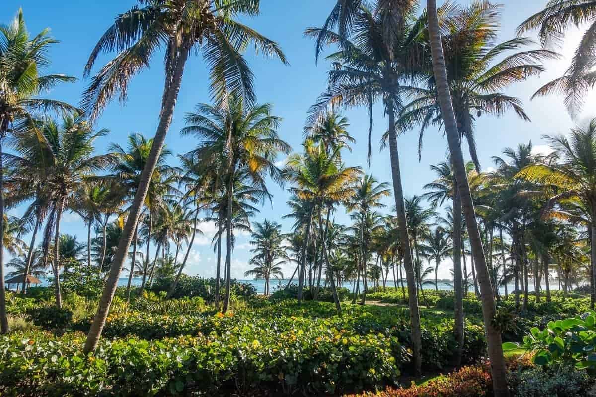Avis&nbsp;: The St. Regis Bahia Beach Resort, Puerto Rico | Marriott Bonvoy - the st regis bahia beach resort puerto rico 84