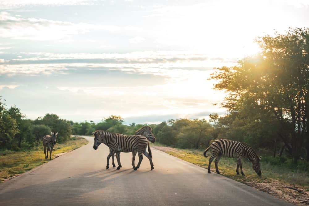 Guide sur l'Afrique du Sud: Park Kruger Zèbres