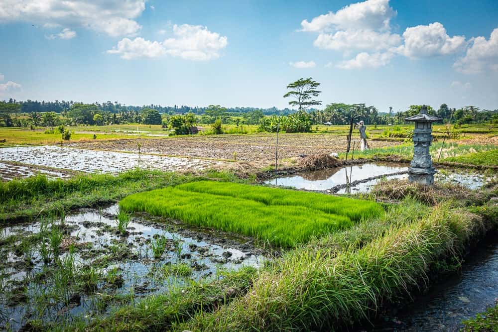 Review : Sthala, Tribute Portfolio Hotel, Ubud Bali | Marriott Bonvoy - - bali-rizière -