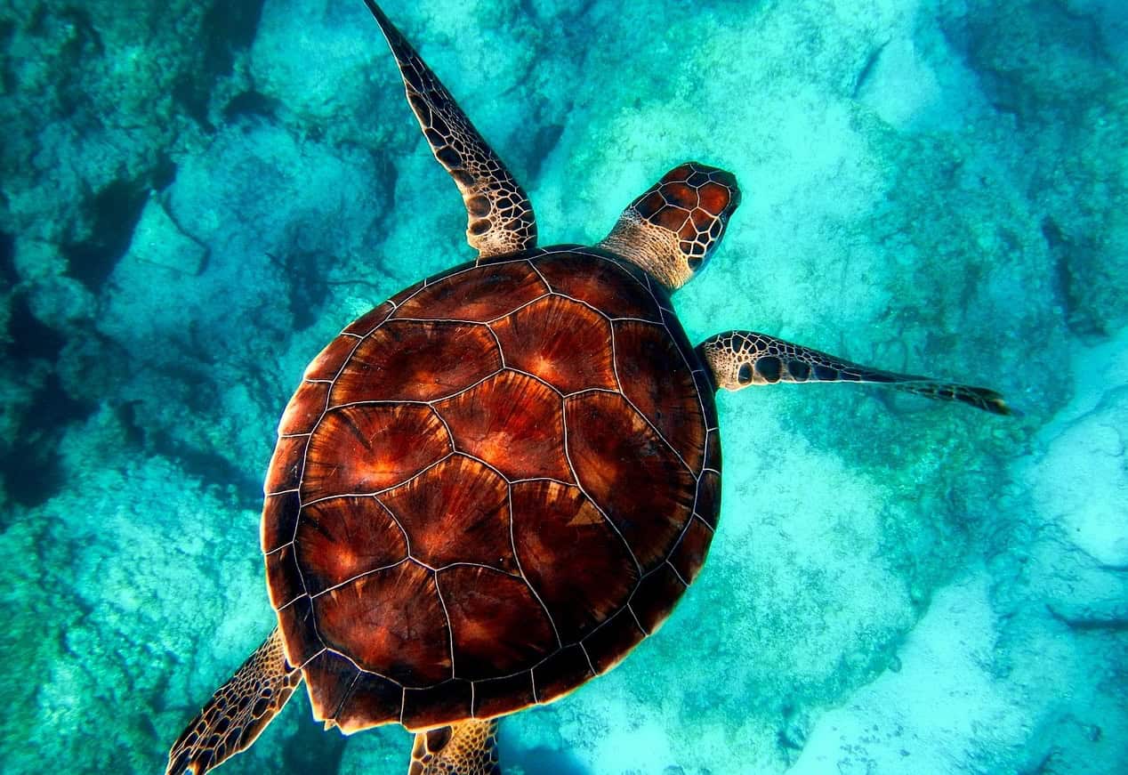 Mexico: Quintana Roo travel guide - tortue