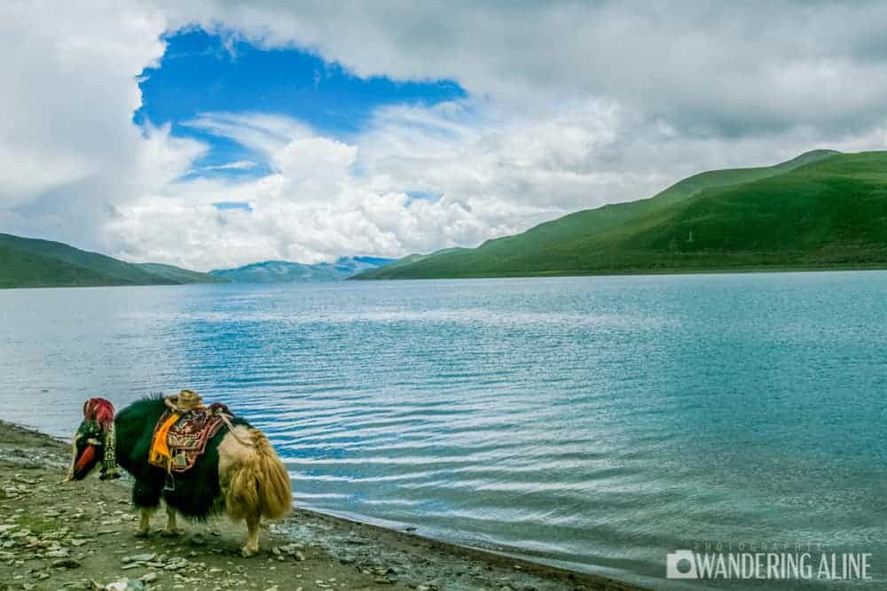 Tibet - Yak Au Lac Namtso
