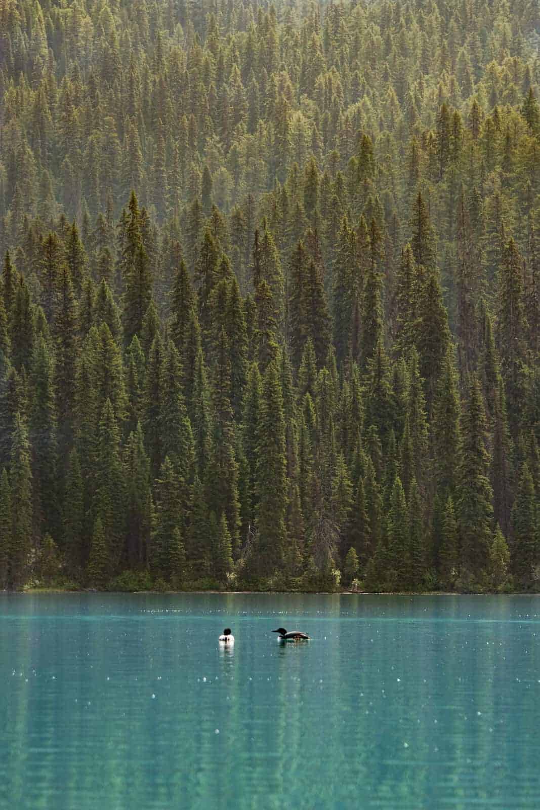 Canada: Itinerary and Budget for a 6-day Trip to Western Canada - ouestcanadien--------