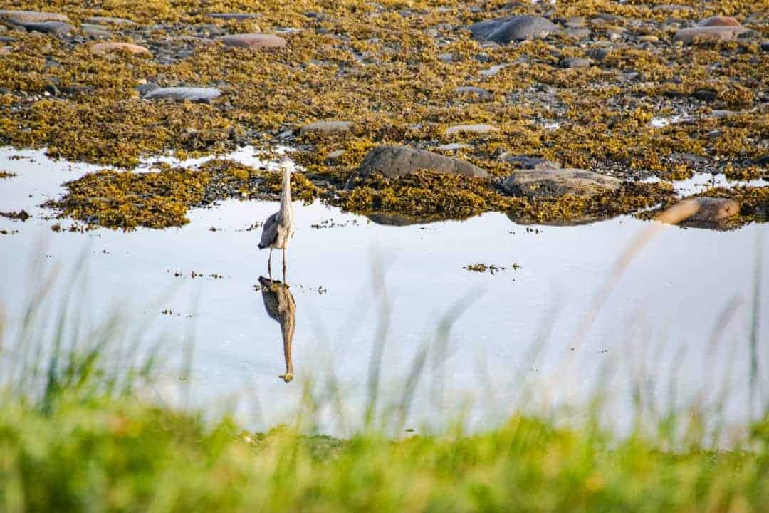 Travel in Canada: Gaspésie - gaspesie---