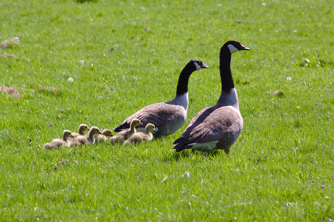 Voyager avec une famille nombreuse&nbsp;: Activités | Voyage en famille - Canada Goose