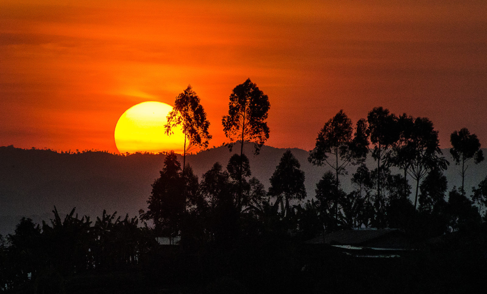 Rwanda&nbsp;: À la recherche des gorilles de montagne au Rwanda - Ac0 5857