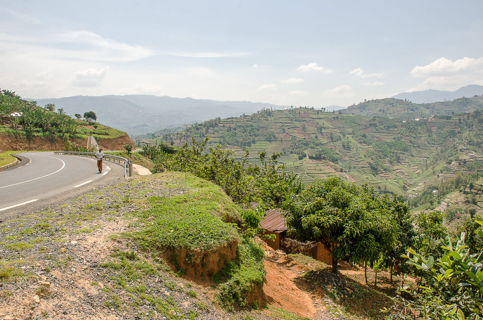 Rwanda&nbsp;: À la recherche des gorilles de montagne au Rwanda - Ac0 6173
