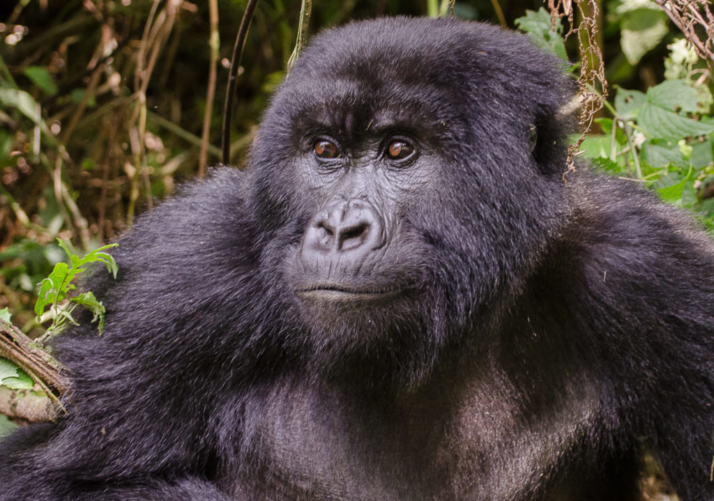 Gorille de montagne Rwanda