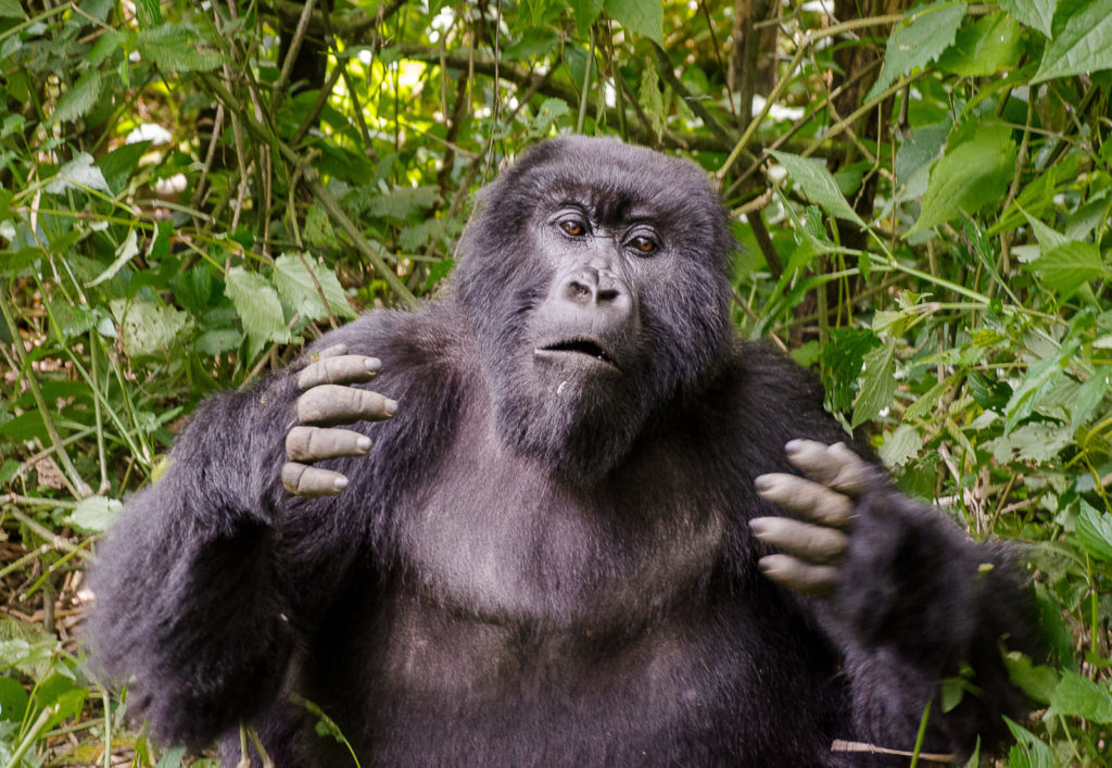 Mountain Gorilla Rwanda