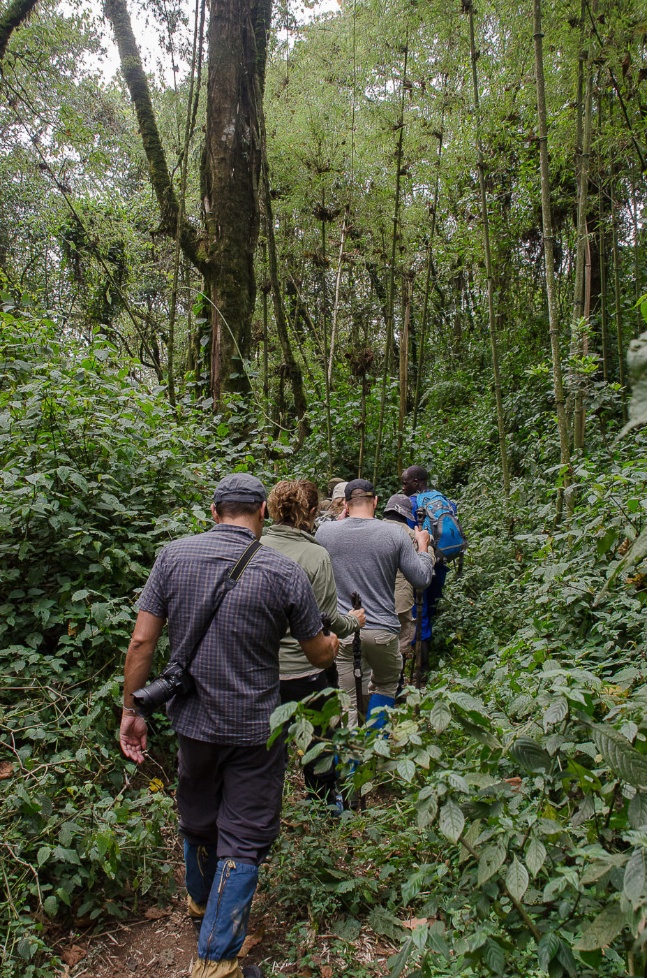 Rwanda&nbsp;: À la recherche des gorilles de montagne au Rwanda - Ac0 6815