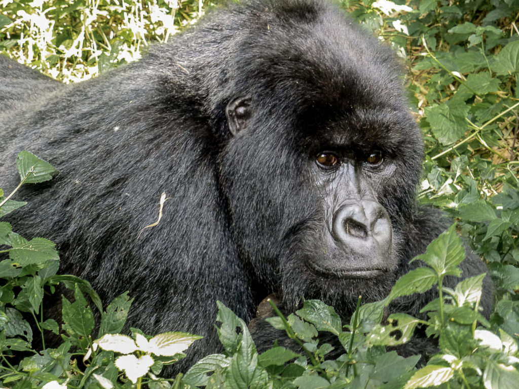 Un gorille de montagne du Rwanda