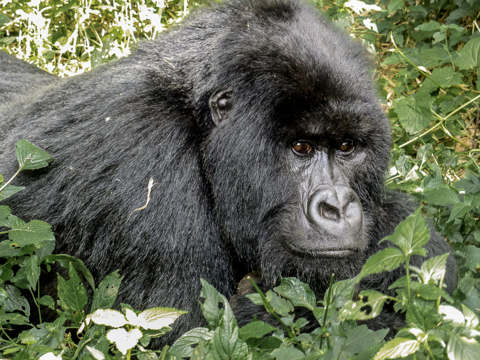 Rwanda&nbsp;: À la recherche des gorilles de montagne au Rwanda - P1050816 2