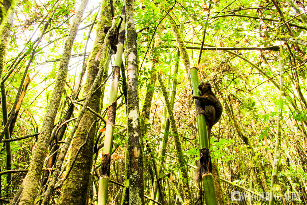 06-lémurien doré sur bambou