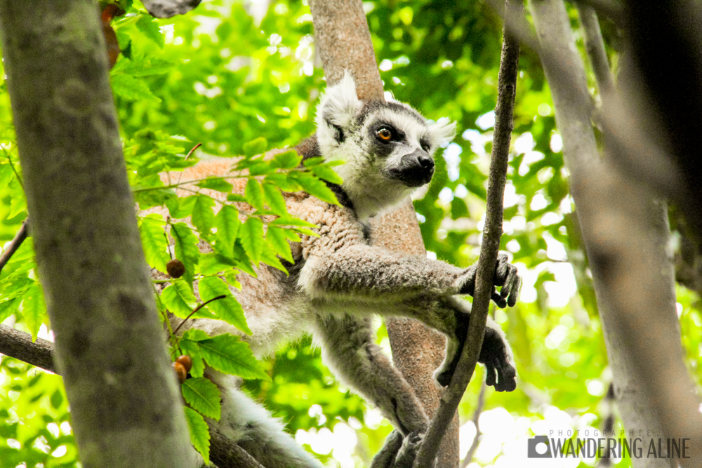07-ring-tailed lemur-2