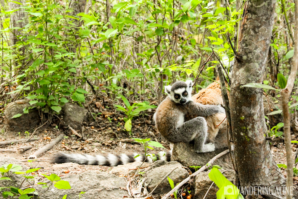 08-ring-tailed lemur bébé