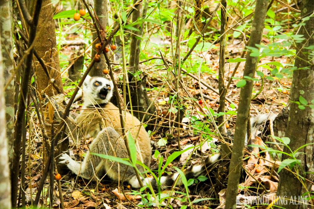 09-ring-tailed lemur faché