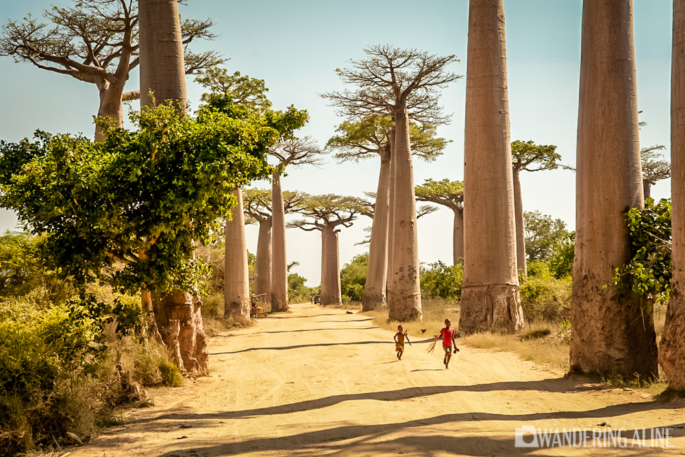 26-avenue des baobabs