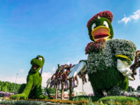 La Ville De Dubai Miracle Garden43