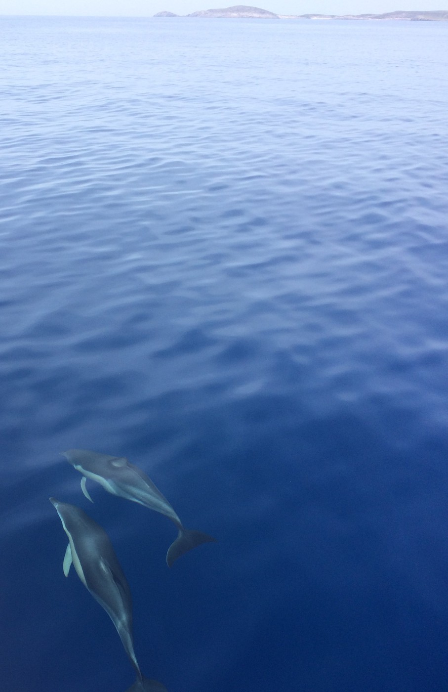 Grèce : itinéraire d’un voyage en solo dans les Cyclades - Dauphins Paros