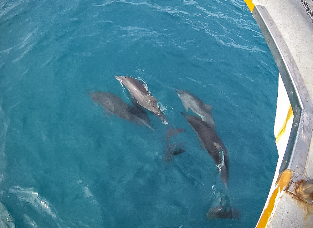 fernando de noronha – les dauphins qui nous suivaient 02