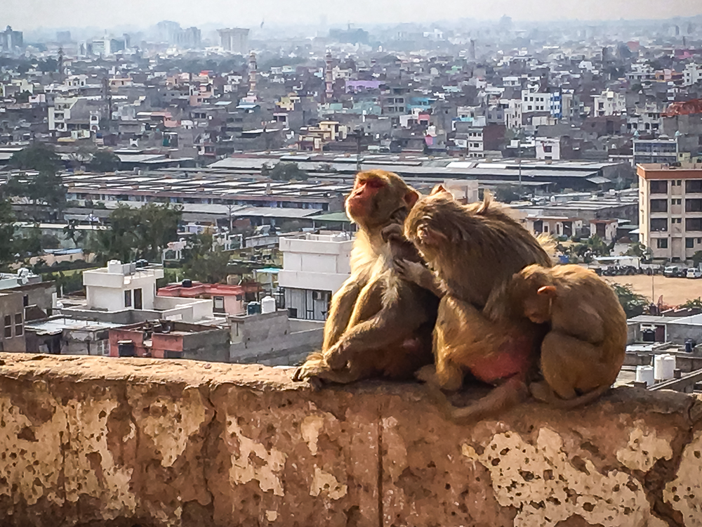 jaipur-temple-dea-singes