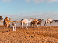 une ferme de chameaux à Dubai