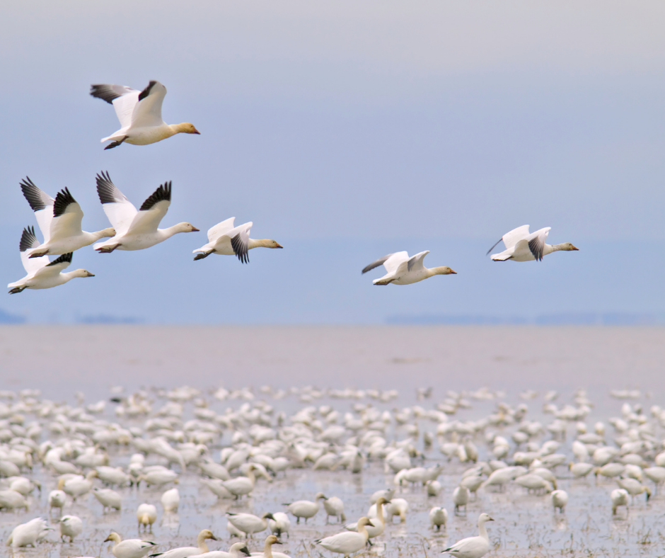 Migration des oies blanches