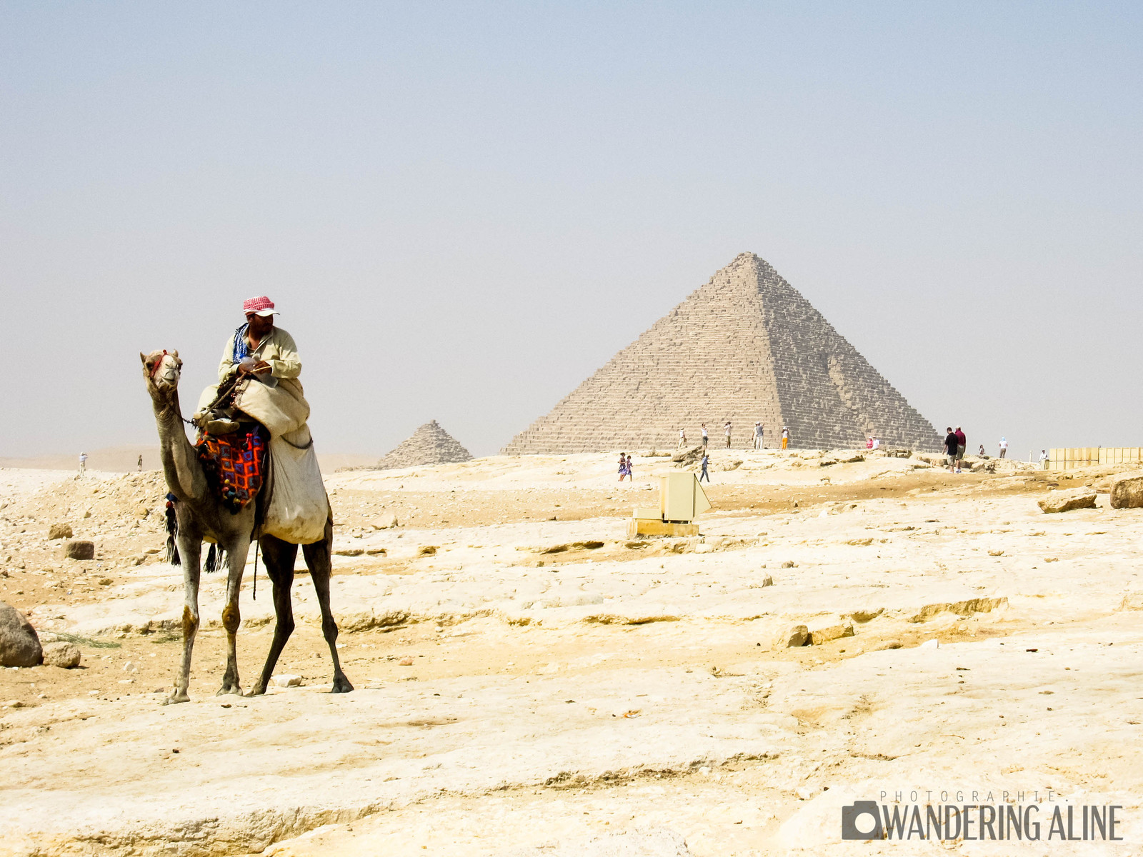 Égypte&nbsp;: Guide de voyage | Itinéraires et Incontournables - Chameau