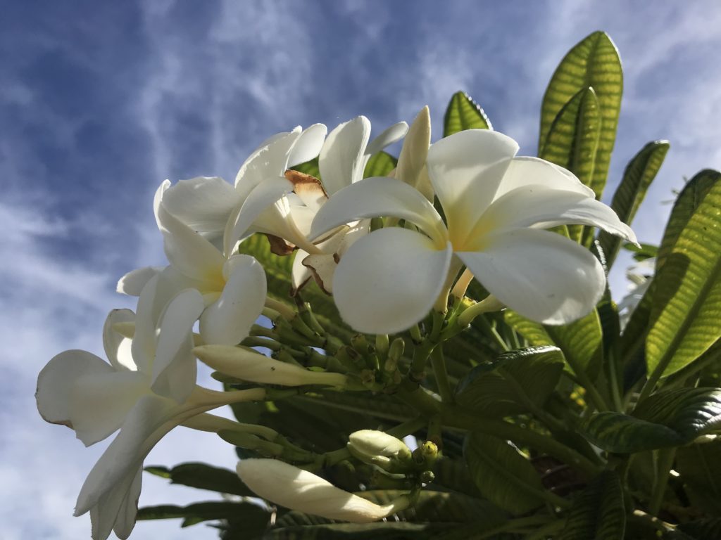 hawaii fleurs