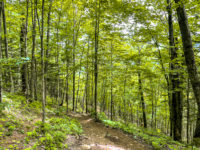 sentier de forêt