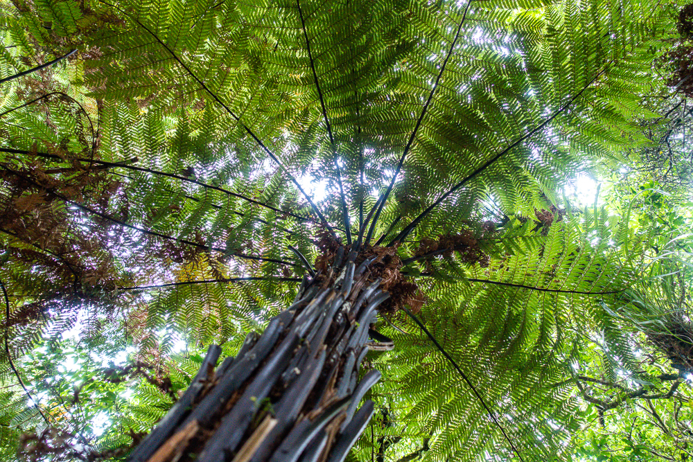 New Zealand: Itinerary from South to North | Family Travel - Nord Nouvelle Zélande