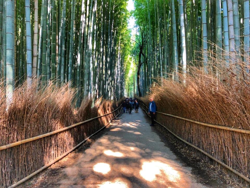 Foret de bambou d'Arashiyama