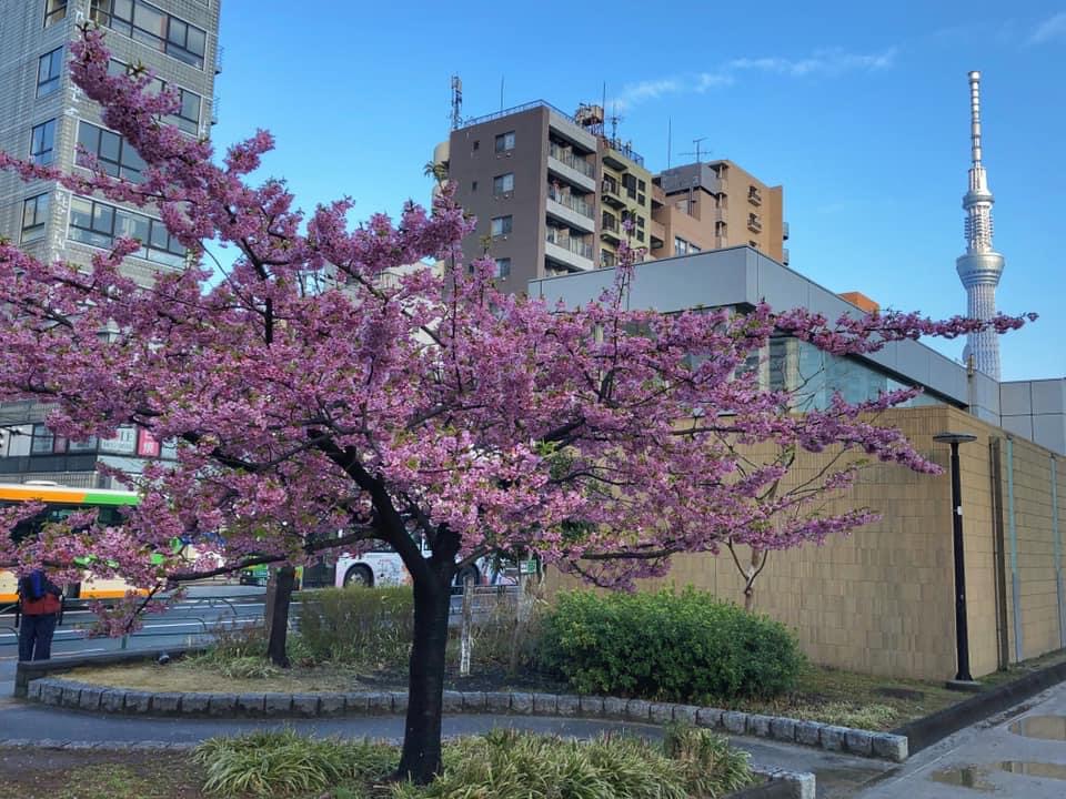 Un cerisier japonais en fleurs