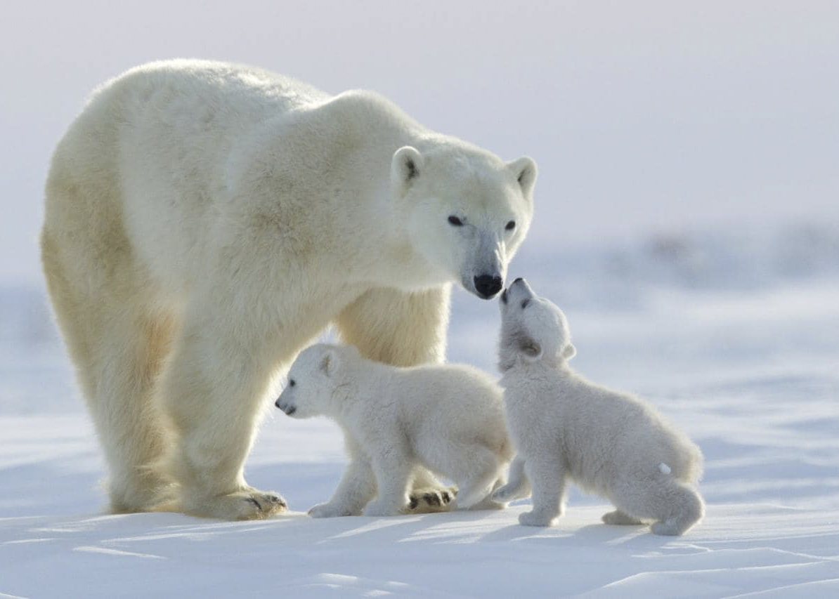 Canada&nbsp;: À la recherche de l’Ours Polaire - famille dours polaire