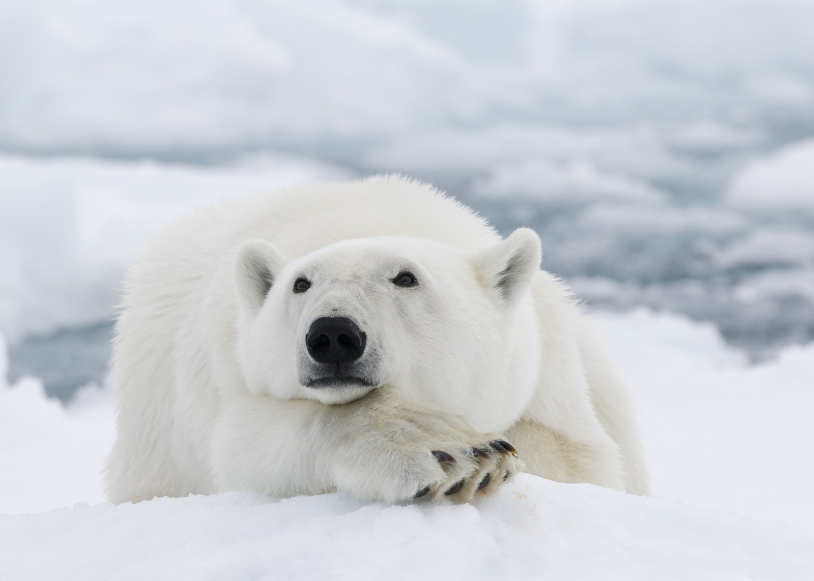 Canada&nbsp;: À la recherche de l’Ours Polaire - ours polaire hiver