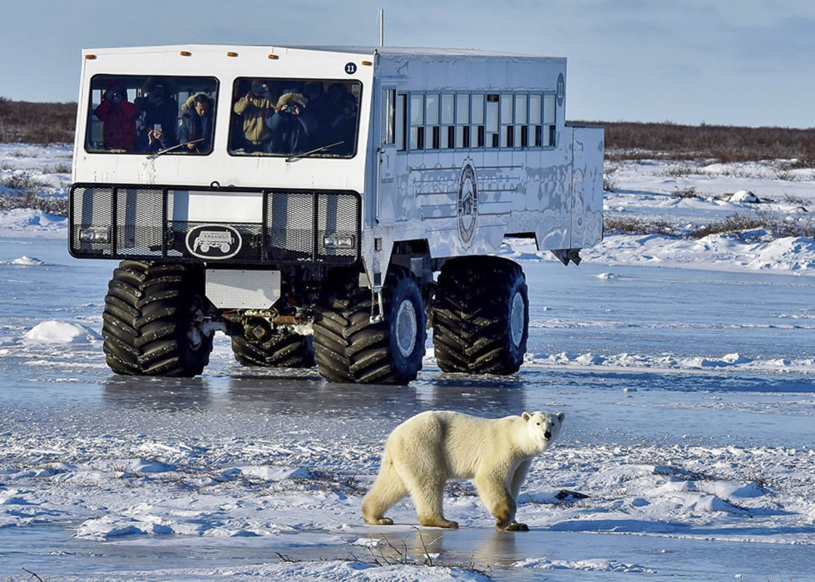 Canada&nbsp;: À la recherche de l’Ours Polaire - toundra buggy