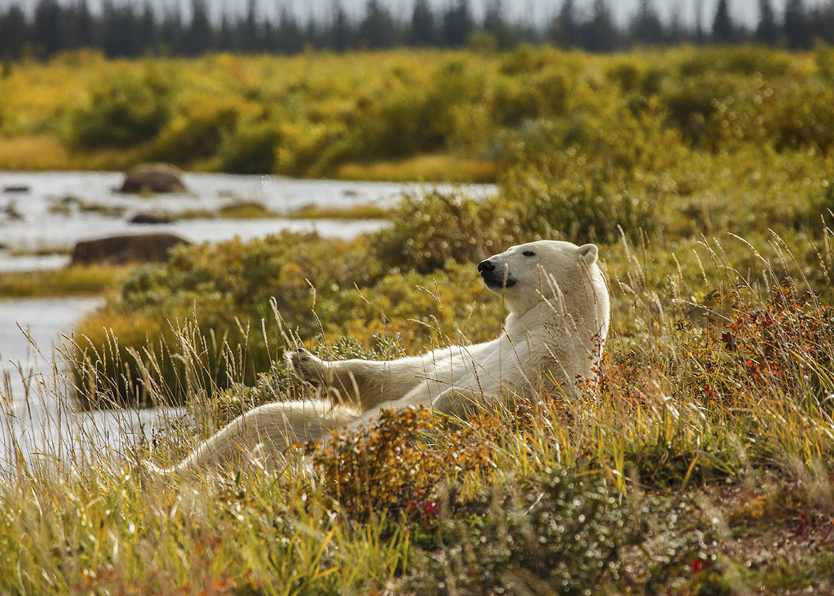 Canada&nbsp;: À la recherche de l’Ours Polaire - ours polaire ete