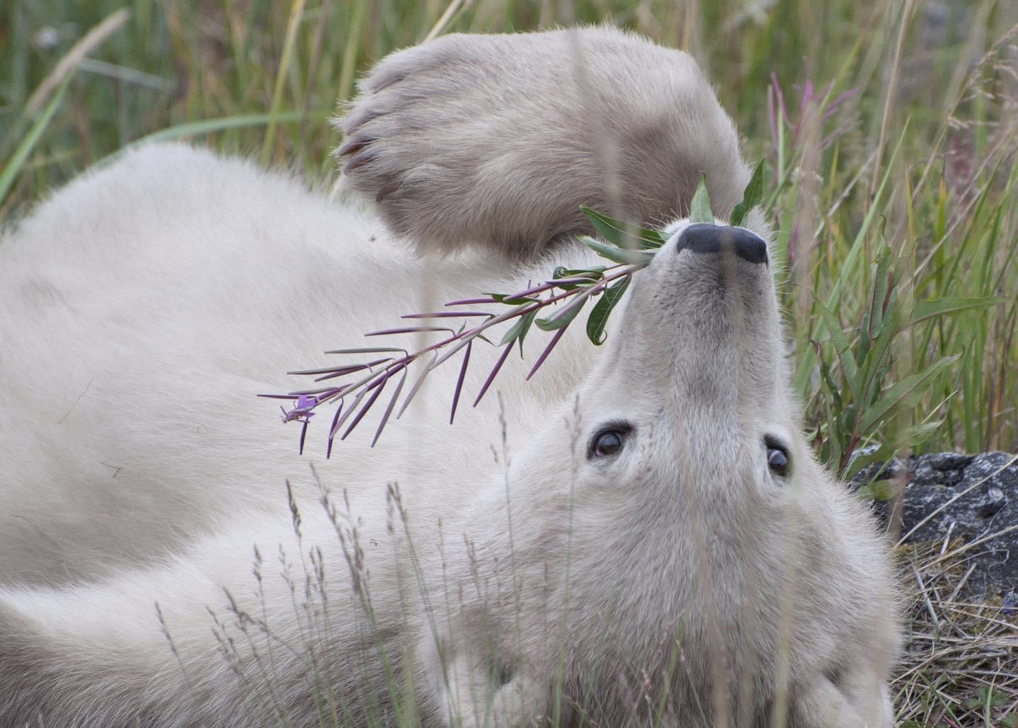 Canada&nbsp;: À la recherche de l’Ours Polaire - ours polaire