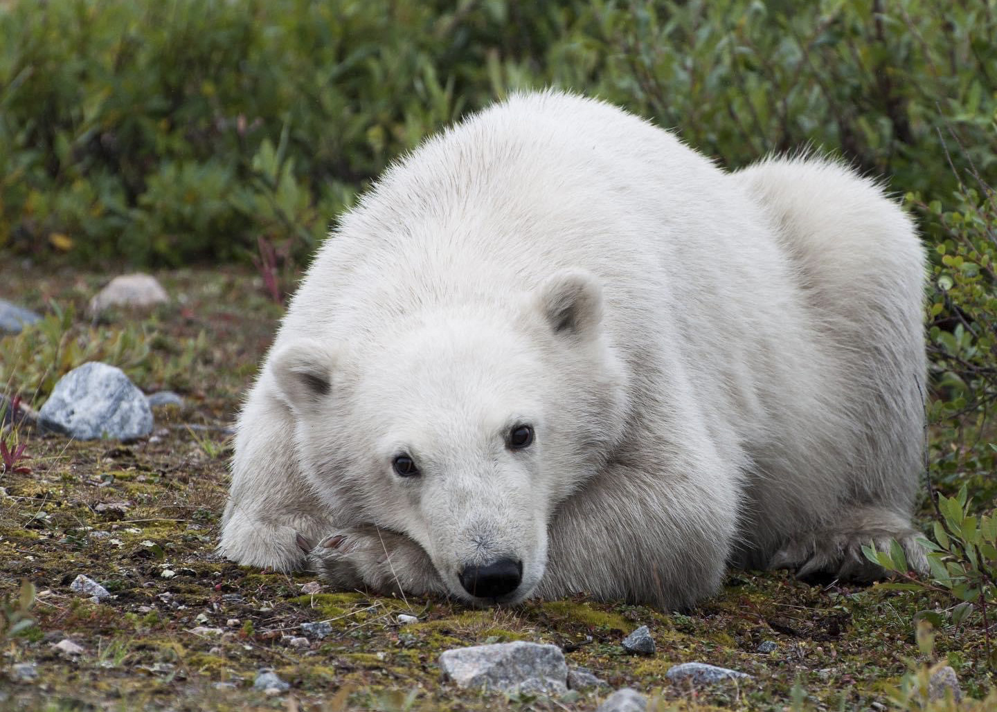 Canada&nbsp;: À la recherche de l’Ours Polaire - ours polaire