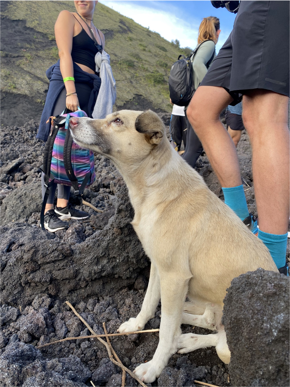 Guatemala&nbsp;: Travail Nomade en Amérique Centrale (Guatemala et Panama) - Chien errant