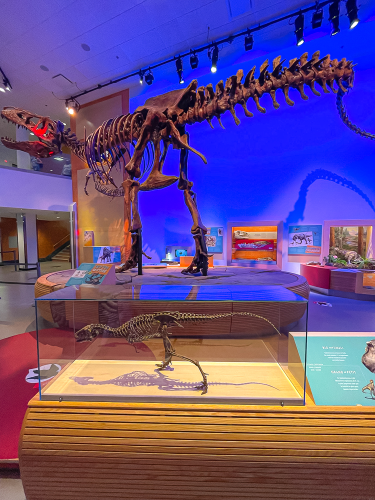 Musée royal de la Saskatchewan – Scotty, le plus grand T-Rex au monde