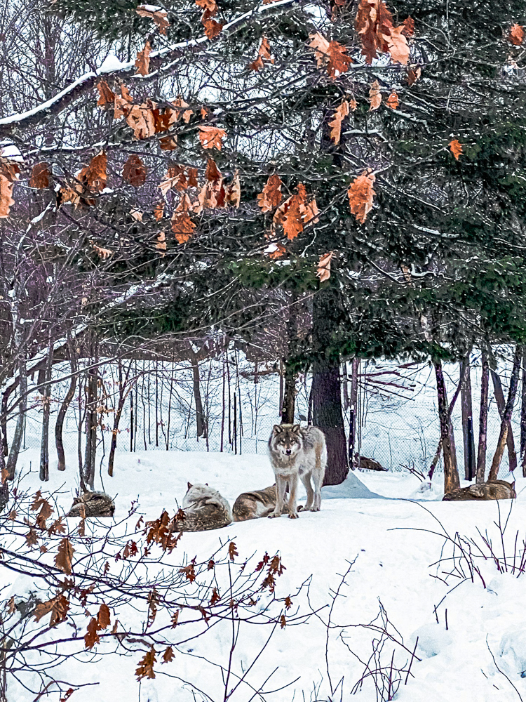 Parc Omega: Tour and overnight stay among the wild animals - Parc Omega-08
