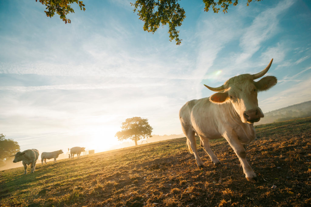 Vaches Charolaises en Pays Bourbonnais (03). Crédit P. Busser / Auvergne-Rhône-Alpes Tourisme