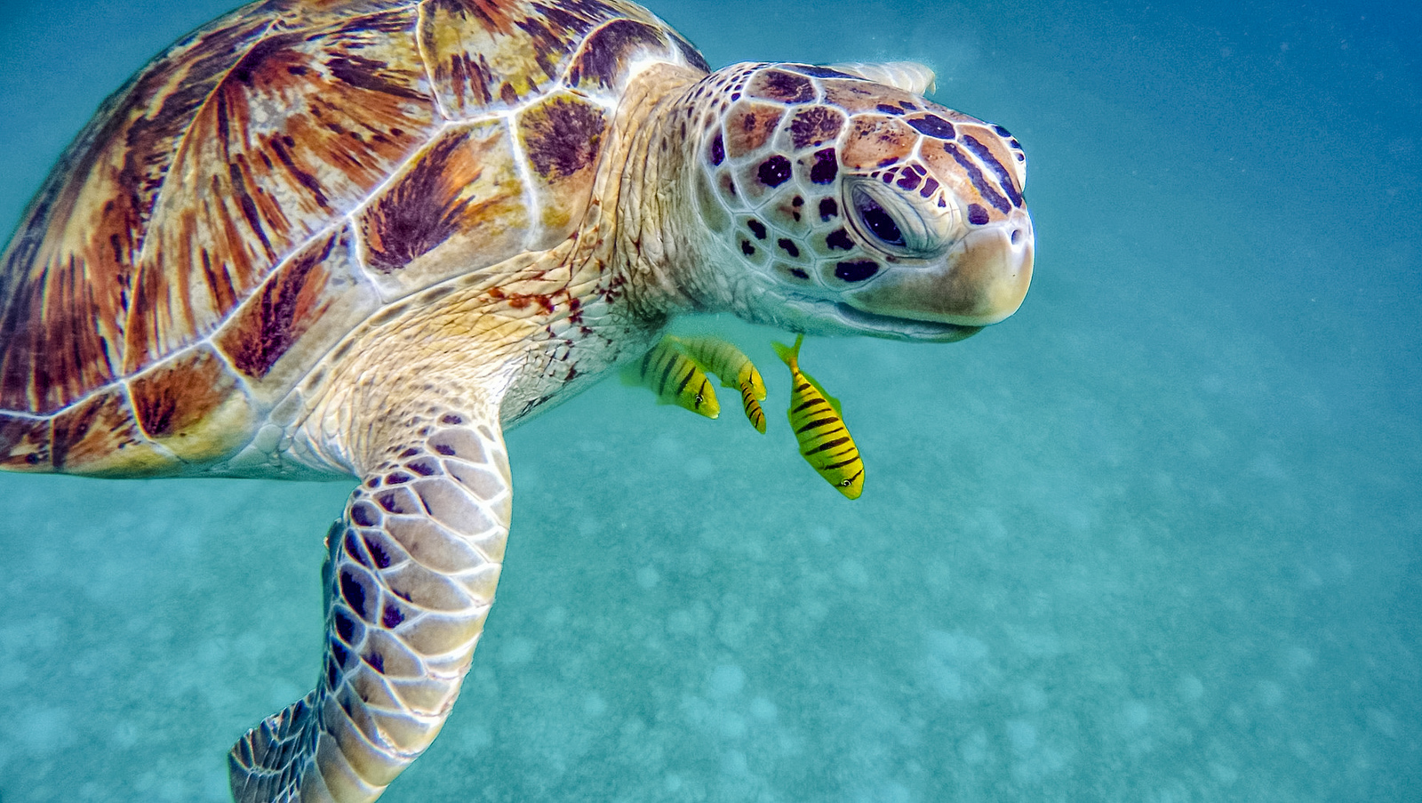 Marriott Bonvoy&nbsp;: 5 destinations de rêves à considérer - Maldives Snorkeling