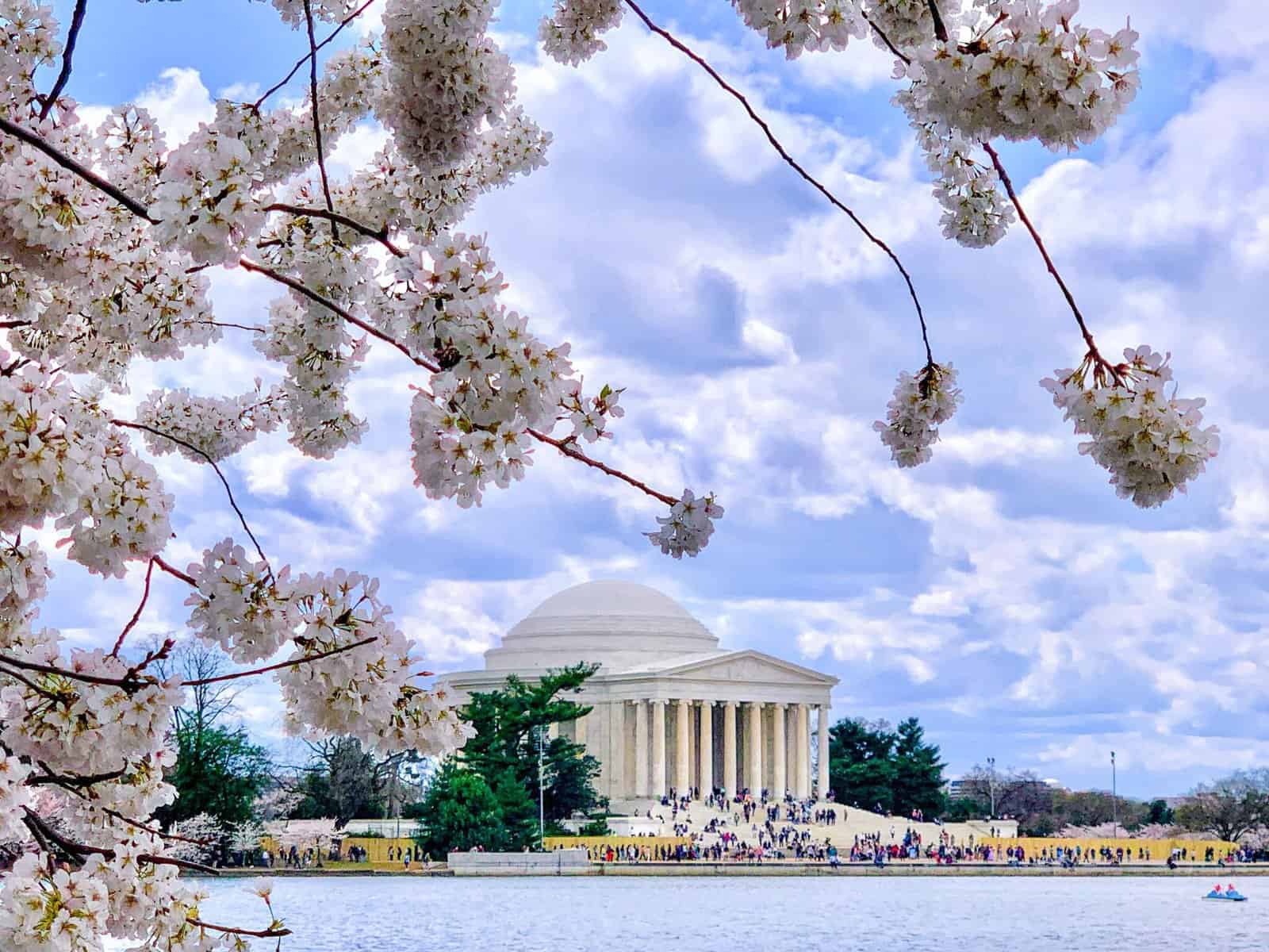 États-Unis&nbsp;: quelles activités à découvrir à Washington D.C&nbsp;? - Washington cherryblossom2 1