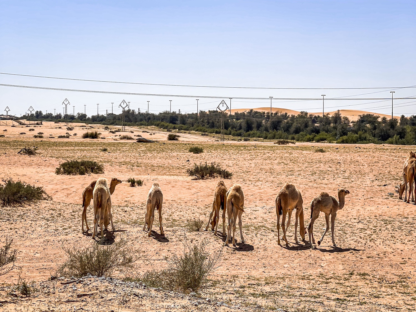 Review&nbsp;: Suite Emirates - Al Maha, a Luxury Collection Desert Resort & Spa, Dubai | Marriott Bonvoy - Al Maha, Luxury Collection, Dubai-02