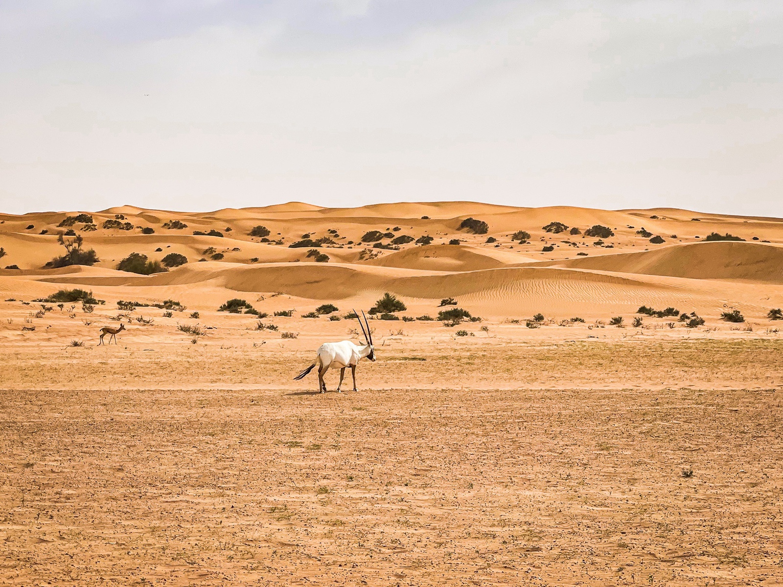 Review&nbsp;: Suite Emirates - Al Maha, a Luxury Collection Desert Resort & Spa, Dubai | Marriott Bonvoy - Al Maha, Luxury Collection, Dubai-95