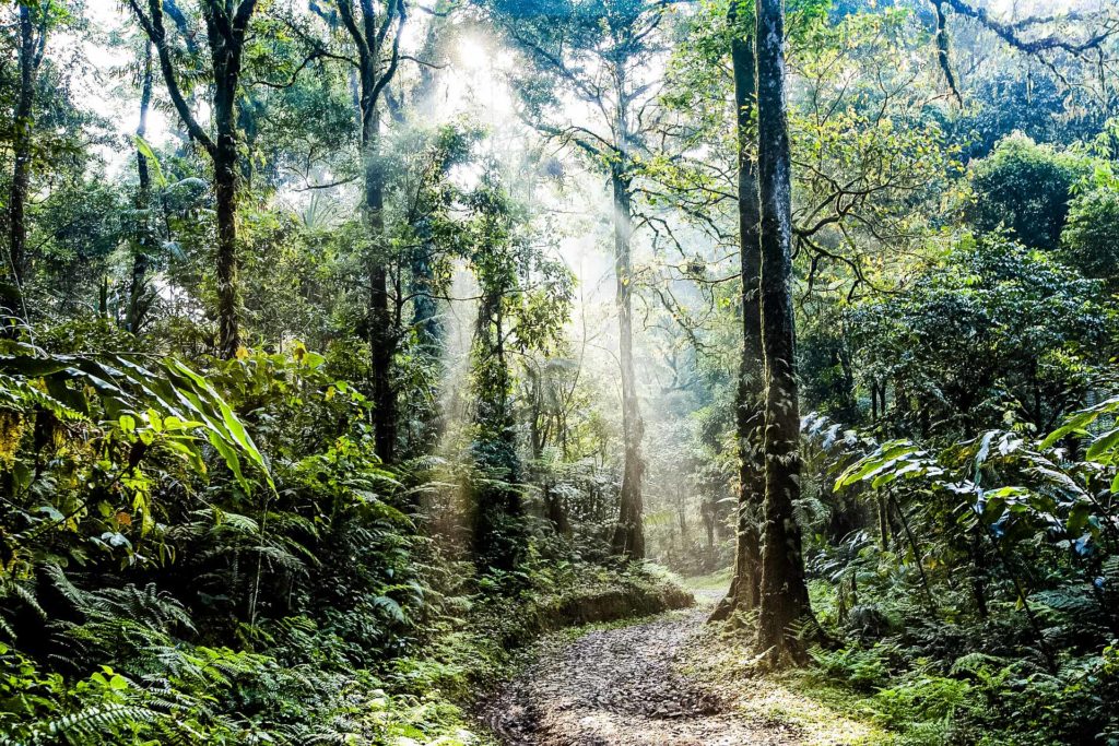 Costa Rica Rainforest 2