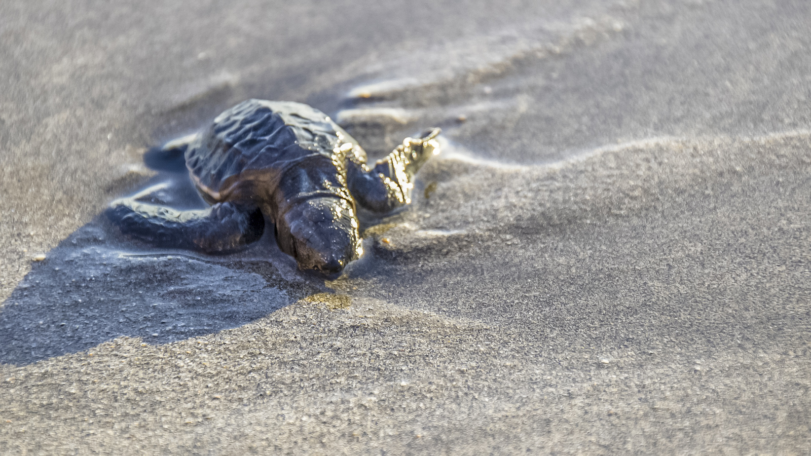 Costa Rica&nbsp;: guide de voyage | Itinéraires et Incontournables - Costa Rica Tortugero